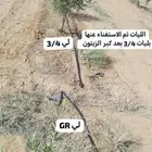 شجر زيتون محمل جاهز وليات تمديد