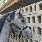 مهر شعبي شيخ