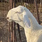 مكه طريق الخواجات