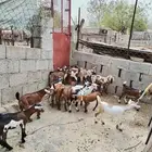 تيوس وعنقان تربيه