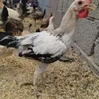 دجاج بلدي ومهجن بشاير بداية بيض (جملة)