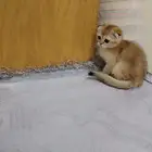 قطط سكوتش فولد وستريت للبيع