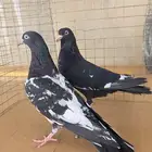 زوج حمام رام بوري