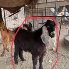 تيوس للبيع