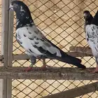 حمام باكستاني رام لاكا تيدي قولدن