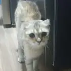 قط سكوتش فولدر للتبني