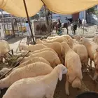 ذبائح طليان ورخال للبيع