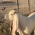 مكه خط الخوجات