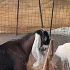 مكه خط  الخواجات