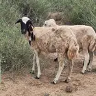 نعجة السن ثني شرط من كل عيب