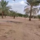 مزرعة للايجار لزراعة الخضار