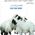 ذبائح خرفان طيبة تربية بلدي