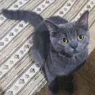 قط ذكر عمره 6 شهور