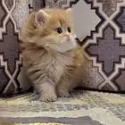 سكوتش ستريت لونق هير لمحبين الفواخر والتميز ( تم البيع )