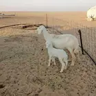 حريات مطافيل ثنيه وتامه