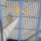 كناري سوري للبيع