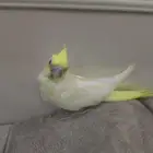 فرخ كروان القنفذة