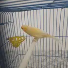 ذكر كناري سوري جاهز للبيع