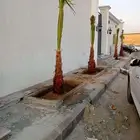 يوجد لدينا جميع انواع النخيل المثمر والزينه