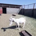 تيس هولندي وعنز عليها ثنين