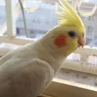 عصفور كروان ضائع في المدينة المنوره حي العريض