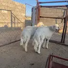 خروفين ذبايح