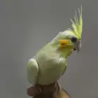 فرخ كروان القنفذة