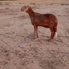 ساكنيه طيبه