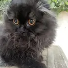 Pure Scottish Fold Long hair kitten for sale SFL
