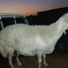 شاه حائل تامه فل شاحم اتوصل خص