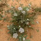 بذور البسباس البري