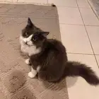 قطط شيرازي انثى و سكوتش ذكر