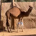 بكره لبانيه ع الحليب