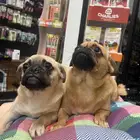 كلاب pug ذكر وانثى
