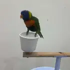 تم البيع وري رينبو