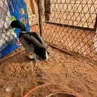 ذكر طيار اخظاري الصحه مشاءالله تب