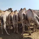 قعدان مفاريد السعر 3000