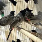 للبيع دفعة بلبيل كشميري