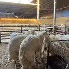 طليان حريات كناور