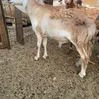 طليان حري وسواكني وتيوس