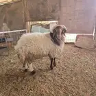 خروف نعيمي