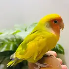 روز اليف