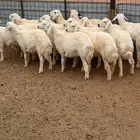 ذبائح