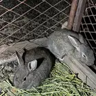 ارانب للبيع