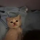 قط صغير ذكر للبيع لعوب ومتعود علي لتر بوكس