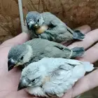 فروخ جاوا