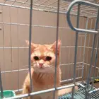 قط للتبني