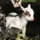 ماعزقزم جفرة