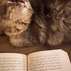 قطط تزاوج