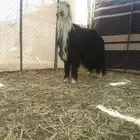 طلي فحل نجدي صنف تم البيع